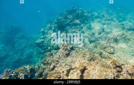 210608 -- SYDNEY, 8. Juni 2021 -- Foto aufgenommen am 2. Juni 2021 zeigt das Great Barrier Reef in Queensland, Australien. Das Great Barrier Reef, das größte Korallenriff der Welt im australischen Bundesstaat Queensland, gilt als die schönste Meeresumwelt des Planeten und ist das wichtigste Schutzziel der Bewohner des Great Barrier Reef, eine gemeinnützige Genossenschaft, die eine Reihe von Programmen zur Erhaltung der Gesundheit betreibt. Zur Feier des Weltmeertags am Dienstag sprach Xinhua mit Andy Ridley, dem energiegeladenen Geschäftsführer von Citizens of the Great Barrier Reef, über die Organisation s d Stockfoto