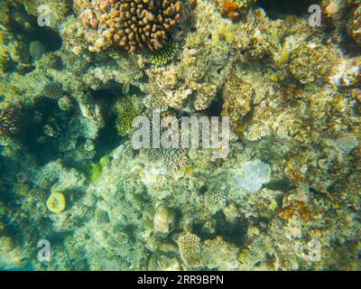 210608 -- SYDNEY, 8. Juni 2021 -- Foto aufgenommen am 2. Juni 2021 zeigt das Great Barrier Reef in Queensland, Australien. Das Great Barrier Reef, das größte Korallenriff der Welt im australischen Bundesstaat Queensland, gilt als die schönste Meeresumwelt des Planeten und ist das wichtigste Schutzziel der Bewohner des Great Barrier Reef, eine gemeinnützige Genossenschaft, die eine Reihe von Programmen zur Erhaltung der Gesundheit betreibt. Zur Feier des Weltmeertags am Dienstag sprach Xinhua mit Andy Ridley, dem energiegeladenen Geschäftsführer von Citizens of the Great Barrier Reef, über die Organisation s d Stockfoto