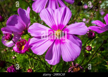 Der Cosmos bipinnatus, auch bekannt als Garden Cosmos oder Mexican Aster. Violette Blume. Stockfoto