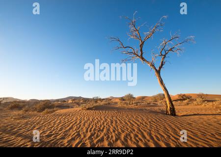 Alte trockene Bäume stehen auf einem weißen Lehmboden und bilden einen atemberaubenden visuellen Kontrast im Deadvlei-Nationalpark in Namibia Stockfoto