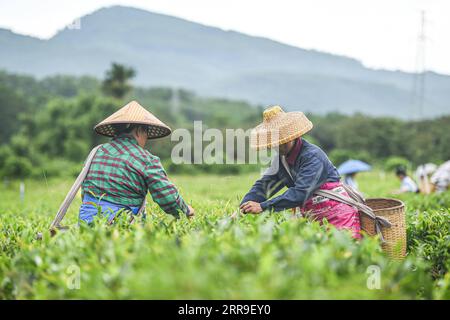 210613 -- BAISHA, 13. Juni 2021 -- Bauern pflücken Teeblätter im Wulilu Teegarten im Autonomen Kreis Baisha Li in der südchinesischen Provinz Hainan, 9. Juni 2021. Fu Xiaofang, die aus der ethnischen Gruppe Li stammt, gründete 2008 ihr eigenes Teegeschäft und Betrieb den Wulilu Bio-Teegarten in Baisha Li Autonomous County, ihrer Heimatstadt. Durch Versuch und Irrtum expandierte Fu's Teegarten auf etwa 20 Hektar und verkaufte organischen Tee in ganz China. Im Rahmen eines Programms zur Armutsbekämpfung in der Industrie hat der Teegarten verarmte Bauern in die Teeproduktion einbezogen und ihnen geholfen, die Armut abzuschütteln. CHINA-HAIN Stockfoto