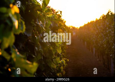 Sonnenuntergang über dem Weinberg in Südmähren, Tschechische republik. Traditionelles Weinanbaugebiet. |farbenprächtiger Sonnenuntergang, dramatische Wolken. Stockfoto