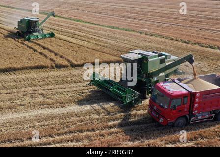 210616 -- ZHENGZHOU, 16. Juni 2021 -- Luftaufnahme aufgenommen am 6. Juni 2021 zeigt Erntemaschinen, die auf einem Weizenfeld auf der Huangfanqu Farm arbeiten, einer nationalen Demonstrationsfarm für moderne Landwirtschaft in der zentralchinesischen Provinz Henan. Die 1951 gegründete Huangfanqu-Farm ist eine der ersten mechanisierten staatseigenen Farmen seit der Gründung der Volksrepublik China. Auf der Huangfanqu Farm mit einer Fläche von etwa 7.000 Hektar wird die umfassende Mechanisierung der landwirtschaftlichen Arbeit 99 Prozent erreichen. CHINA-HENAN-WEIZEN-HARVESTCN LixJianan PUBLICATIONxNOTxINxCHN Stockfoto