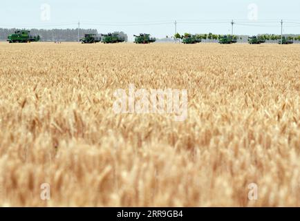 210616 -- ZHENGZHOU, 16. Juni 2021 -- Maschinen starten, um Weizen auf der Huangfanqu Farm zu ernten, einer nationalen Demonstrationsfarm für moderne Landwirtschaft, in der zentralchinesischen Provinz Henan, 2. Juni 2020. Die 1951 gegründete Huangfanqu-Farm ist eine der ersten mechanisierten staatseigenen Farmen seit der Gründung der Volksrepublik China. Auf der Huangfanqu Farm mit einer Fläche von etwa 7.000 Hektar wird die umfassende Mechanisierung der landwirtschaftlichen Arbeit 99 Prozent erreichen. CHINA-HENAN-WEIZEN-HARVESTCN LixJianan PUBLICATIONxNOTxINxCHN Stockfoto