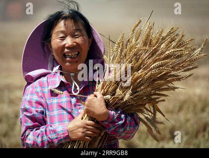 210616 -- ZHENGZHOU, 16. Juni 2021 -- Ein Bauer zeigt frisch geernteten Weizen auf der Huangfanqu Farm, einer nationalen Demonstrationsfarm für moderne Landwirtschaft, in der zentralchinesischen Provinz Henan, 5. Juni 2021. Die 1951 gegründete Huangfanqu-Farm ist eine der ersten mechanisierten staatseigenen Farmen seit der Gründung der Volksrepublik China. Auf der Huangfanqu Farm mit einer Fläche von etwa 7.000 Hektar wird die umfassende Mechanisierung der landwirtschaftlichen Arbeit 99 Prozent erreichen. CHINA-HENAN-WHEAT HARVESTCN LixAn PUBLICATIONxNOTxINxCHN Stockfoto