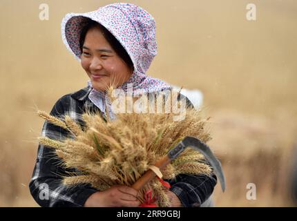 210616 -- ZHENGZHOU, 16. Juni 2021 -- Ein Bauer zeigt frisch geernteten Weizen auf der Huangfanqu Farm, einer nationalen Demonstrationsfarm für moderne Landwirtschaft, in der zentralchinesischen Provinz Henan, 2. Juni 2020. Die 1951 gegründete Huangfanqu-Farm ist eine der ersten mechanisierten staatseigenen Farmen seit der Gründung der Volksrepublik China. Auf der Huangfanqu Farm mit einer Fläche von etwa 7.000 Hektar wird die umfassende Mechanisierung der landwirtschaftlichen Arbeit 99 Prozent erreichen. CHINA-HENAN-WEIZEN-HARVESTCN LixJianan PUBLICATIONxNOTxINxCHN Stockfoto