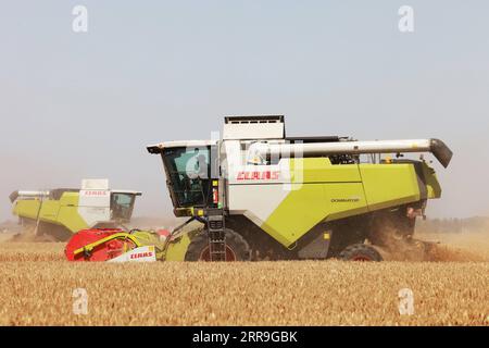 210616 -- ZHENGZHOU, 16. Juni 2021 -- Erntemacher arbeiten auf einem Weizenfeld auf der Huangfanqu Farm, einer nationalen Demonstrationsfarm für moderne Landwirtschaft, in der zentralchinesischen Provinz Henan, 5. Juni 2021. Die 1951 gegründete Huangfanqu-Farm ist eine der ersten mechanisierten staatseigenen Farmen seit der Gründung der Volksrepublik China. Auf der Huangfanqu Farm mit einer Fläche von etwa 7.000 Hektar wird die umfassende Mechanisierung der landwirtschaftlichen Arbeit 99 Prozent erreichen. CHINA-HENAN-WEIZEN-HARVESTCN XuxYanan PUBLICATIONxNOTxINxCHN Stockfoto