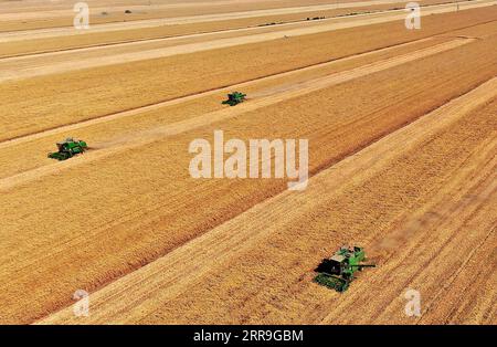 210616 -- ZHENGZHOU, 16. Juni 2021 -- Luftbild zeigt Erntemaschinen, die auf einem Weizenfeld auf der Huangfanqu Farm arbeiten, einer nationalen Demonstrationsfarm für moderne Landwirtschaft in der zentralchinesischen Provinz Henan, 6. Juni 2021. Die 1951 gegründete Huangfanqu-Farm ist eine der ersten mechanisierten staatseigenen Farmen seit der Gründung der Volksrepublik China. Auf der Huangfanqu Farm mit einer Fläche von etwa 7.000 Hektar wird die umfassende Mechanisierung der landwirtschaftlichen Arbeit 99 Prozent erreichen. CHINA-HENAN-WHEAT HARVESTCN LixAn PUBLICATIONxNOTxINxCHN Stockfoto