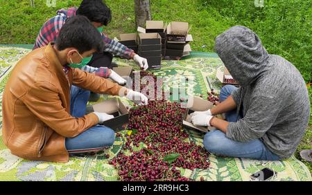 210617 -- GILGIT, 17. Juni 2021 -- Menschen packen frisch geerntete Kirschen am 15. Juni 2021 in der pakistanischen Stadt Gilgit in der nördlichen Region Gilgit-Baltistan ein. Nach Angaben des pakistanischen Ministeriums für Planung, Entwicklung und Sonderinitiativen wird Kirsch auf über 2.500 Hektar Land in Pakistan angebaut, wobei Gilgit-Baltistan und die südwestliche Provinz Balochistan die beiden wichtigsten Kirschanbaugebiete des Landes sind. und Pakistans kollektiver Kirschertrag lag 2016 bei über 6.000 Tonnen. ZU DIESEM Feature: Pakistanische Bauern schauen süße Kirschen auf den chinesischen Markt Foto von /Xinhua PAKISTAN-GILG Stockfoto