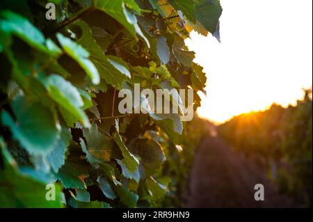 Sonnenuntergang über dem Weinberg in Südmähren, Tschechische republik. Traditionelles Weinanbaugebiet. |farbenprächtiger Sonnenuntergang, dramatische Wolken. Stockfoto