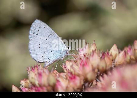 Nahaufnahme eines Stechpalmenblauen Schmetterlings (Celastrina argiolus) auf Sedum „Matrona“ Stockfoto