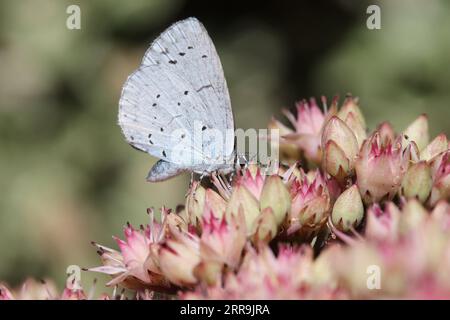 Nahaufnahme eines Stechpalmenblauen Schmetterlings (Celastrina argiolus) auf Sedum „Matrona“ Stockfoto