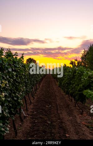 Sonnenuntergang über dem Weinberg in Südmähren, Tschechische republik. Traditionelles Weinanbaugebiet. |farbenprächtiger Sonnenuntergang, dramatische Wolken. Stockfoto