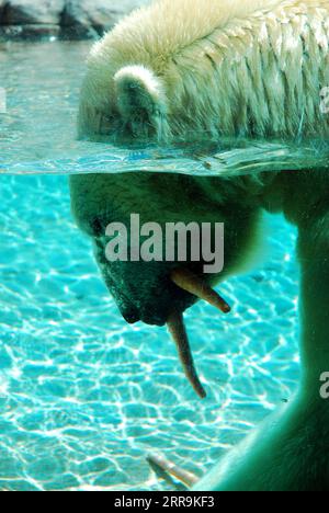 Ein Polarbär schlürft auf Karotten, während er seinen Kopf ins Wasser taucht Stockfoto