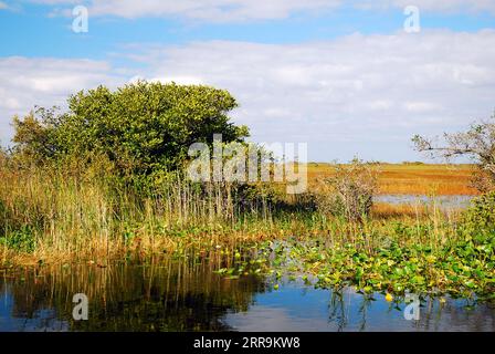 Die Feuchtgebiete von Südflorida schaffen eine einzigartige Umgebung und sind im Everglades National Park erhalten Stockfoto