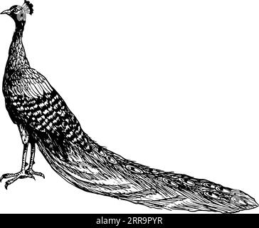 Schwarz-weißer Pfauenvogel mit Vektor-Illustration mit langem Schwanz. Tropische Natur, realistische, detailreiche Tintenklipsel Stock Vektor