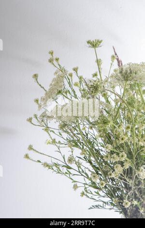 Strauß weißer Blumen auf weißem Hintergrund. Wilde Karotte und Schafgarbe. Einfache Sommerblume. Naturflora ästhetisch. Blütenknospe. Blumig botanisch. Minimalistischer Style. Stockfoto