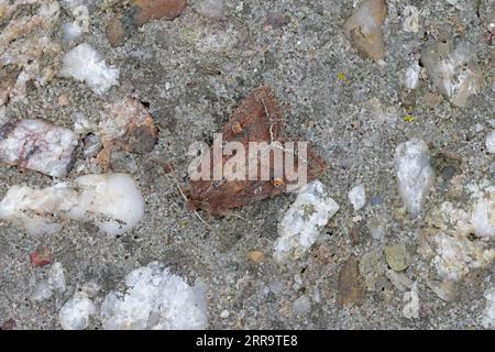 Bright-line Brown-Eye Moth auf Skokholm Pembrokeshire wales Stockfoto