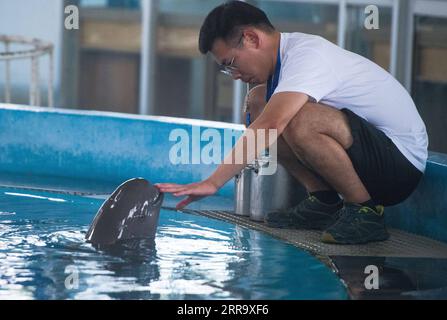 210706 -- WUHAN, 6. Juli 2021 -- Ein Züchter interagiert mit einem Yangtze-Schweinswal am Institut für Hydrobiologie IHB der Chinesischen Akademie der Wissenschaften in Wuhan, Provinz Hubei in Zentralchina, 5. Juli 2021. Yangtze Flossen-Schweinswal YYC lebt mit seiner Mutter an der IHB der Chinesischen Akademie der Wissenschaften in Wuhan. Der einjährige Yangtze-Schweinswal, bekannt als lächelnder Engel wegen seines in einem permanenten Grinsen fixierten Mundes, wurde am 3. Juni 2020 geboren. JJCs Mutter, Yangyang, 14 Jahre alt, wurde im Alter von 2 Jahren dank der Ex-situ-Erhaltung vom Poyang-See zum Institut gebracht, und ihr Vater, 1, wurde in die Schule gebracht Stockfoto