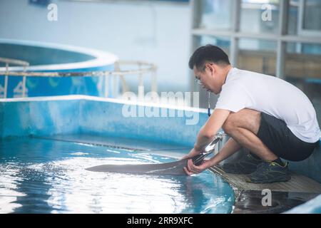 210706 -- WUHAN, 6. Juli 2021 -- Ein Züchter interagiert mit einem Yangtze-Schweinswal am Institut für Hydrobiologie IHB der Chinesischen Akademie der Wissenschaften in Wuhan, Provinz Hubei in Zentralchina, 5. Juli 2021. Yangtze Flossen-Schweinswal YYC lebt mit seiner Mutter an der IHB der Chinesischen Akademie der Wissenschaften in Wuhan. Der einjährige Yangtze-Schweinswal, bekannt als lächelnder Engel wegen seines in einem permanenten Grinsen fixierten Mundes, wurde am 3. Juni 2020 geboren. JJCs Mutter, Yangyang, 14 Jahre alt, wurde im Alter von 2 Jahren dank der Ex-situ-Erhaltung vom Poyang-See zum Institut gebracht, und ihr Vater, 1, wurde in die Schule gebracht Stockfoto