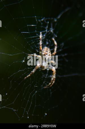 Common Garden Spider ( Araneus diadematus ) im Internet, das in großer Zahl im Spätsommer und frühen Herbst in Großbritannien zu sehen ist Stockfoto