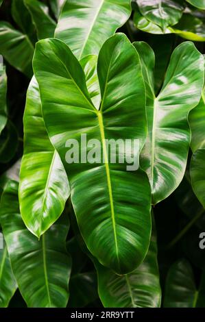 Glänzend grüne Blätter der Philodendron Burle-Marx-Pflanze Stockfoto