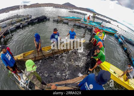 210708 -- BATANGAS, 8. Juli 2021 -- Fischer sammeln am 8. Juli 2021 in der Nähe der Vulkaninsel Taal in der Provinz Batangas auf den Philippinen Tilapia-Fische. PHILIPPINEN-BATANGAS-FISHING RouellexUmali PUBLICATIONxNOTxINxCHN Stockfoto