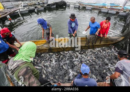 210708 -- BATANGAS, 8. Juli 2021 -- Fischer sammeln am 8. Juli 2021 in der Nähe der Vulkaninsel Taal in der Provinz Batangas auf den Philippinen Tilapia-Fische. PHILIPPINEN-BATANGAS-FISHING RouellexUmali PUBLICATIONxNOTxINxCHN Stockfoto