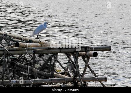 210708 -- PROVINZ BATANGAS, 8. Juli 2021 -- am 8. Juli 2021 wird ein Reiher auf einem Fischpen in der Nähe der Vulkaninsel Taal in der Provinz Batangas auf den Philippinen gesehen. Der Taal-See beherbergt mehr als 5.000 Zugvögel verschiedener Arten. PHILIPPINEN-BATANGAS-PROVINZ-TAAL SEE-ZUGVÖGEL ROUELLEXUMALI PUBLICATIONXNOTXINXCHN Stockfoto