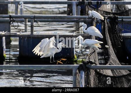 210708 -- PROVINZ BATANGAS, 8. Juli 2021 -- Reiher werden am 8. Juli 2021 auf einem Fischpen in der Nähe der Vulkaninsel Taal in der Provinz Batangas auf den Philippinen beobachtet. Der Taal-See beherbergt mehr als 5.000 Zugvögel verschiedener Arten. PHILIPPINEN-BATANGAS-PROVINZ-TAAL SEE-ZUGVÖGEL ROUELLEXUMALI PUBLICATIONXNOTXINXCHN Stockfoto