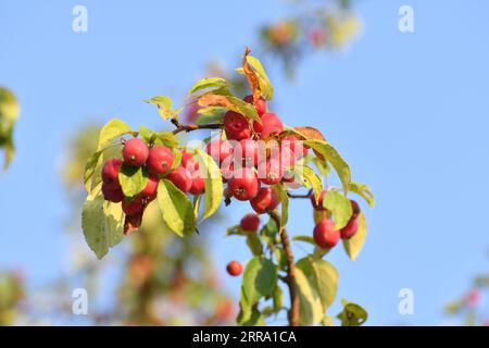 Rote kleine Paradiesäpfel auf den Ästen eines wilden Apfelbaums aus der Nähe Stockfoto