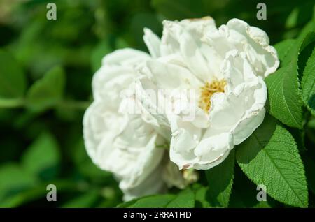 Weiße Hagebuttenblüte Nahaufnahme Stockfoto