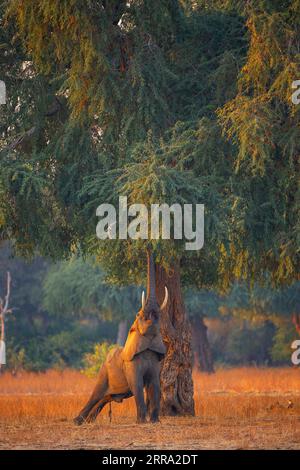 Ein großer männlicher Elefant ragt in einen Faidherbia albida-Baum für Apfelringschoten im Mana Pools National Park in Simbabwe. Stockfoto