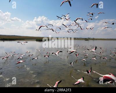 210712 -- ANKARA, 12. Juli 2021 -- Luftaufnahme aufgenommen am 11. Juli 2021 zeigt Flamingos, die über den Mogan-See in Ankara fliegen. Foto von /Xinhua TURKEY-ANKARA-NATURE-MOGAN LAKE-BIRDS MustafaxKaya PUBLICATIONxNOTxINxCHN Stockfoto