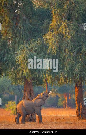 Ein großer männlicher Elefant ragt in einen Faidherbia albida-Baum für Apfelringschoten im Mana Pools National Park in Simbabwe. Stockfoto