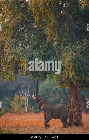 Ein großer männlicher Elefant ragt in einen Faidherbia albida-Baum für Apfelringschoten im Mana Pools National Park in Simbabwe. Stockfoto