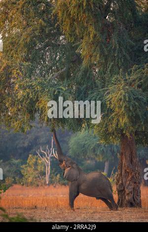 Ein großer männlicher Elefant ragt in einen Faidherbia albida-Baum für Apfelringschoten im Mana Pools National Park in Simbabwe. Stockfoto