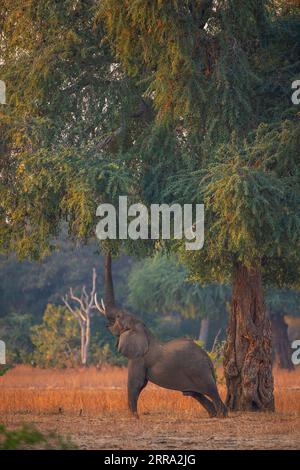 Ein großer männlicher Elefant ragt in einen Faidherbia albida-Baum für Apfelringschoten im Mana Pools National Park in Simbabwe. Stockfoto