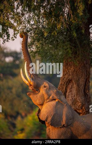 Ein großer männlicher Elefant ragt in einen Faidherbia albida-Baum für Apfelringschoten im Mana Pools National Park in Simbabwe. Stockfoto