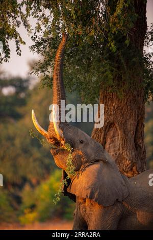 Ein großer männlicher Elefant ragt in einen Faidherbia albida-Baum für Apfelringschoten im Mana Pools National Park in Simbabwe. Stockfoto