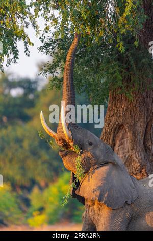 Ein großer männlicher Elefant ragt in einen Faidherbia albida-Baum für Apfelringschoten im Mana Pools National Park in Simbabwe. Stockfoto