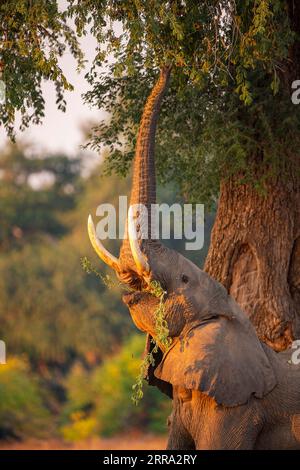 Ein großer männlicher Elefant ragt in einen Faidherbia albida-Baum für Apfelringschoten im Mana Pools National Park in Simbabwe. Stockfoto