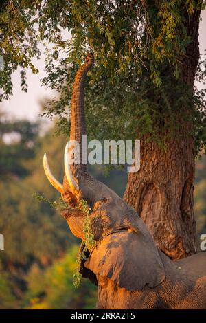 Ein großer männlicher Elefant ragt in einen Faidherbia albida-Baum für Apfelringschoten im Mana Pools National Park in Simbabwe. Stockfoto