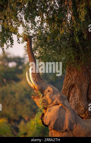 Ein großer männlicher Elefant ragt in einen Faidherbia albida-Baum für Apfelringschoten im Mana Pools National Park in Simbabwe. Stockfoto