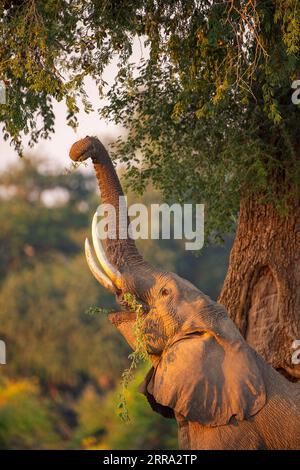 Ein großer männlicher Elefant ragt in einen Faidherbia albida-Baum für Apfelringschoten im Mana Pools National Park in Simbabwe. Stockfoto