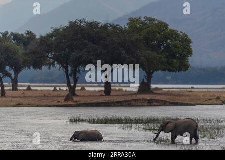 Elefanten, Loxodonta africana, überqueren den Sambesi-Fluss im Mana Pools-Nationalpark Simbabwes. Stockfoto