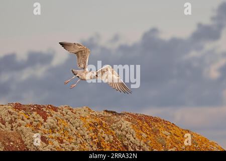 Junge große Schwarzmöwe auf Skokholm Pembrokeshire wales Stockfoto