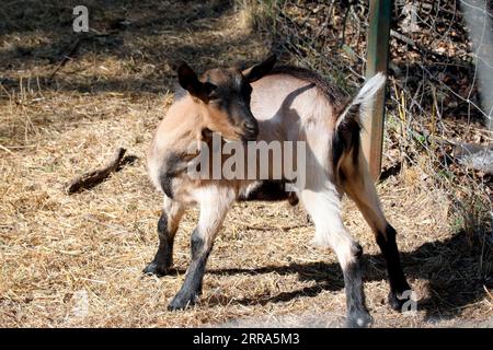 LISNE, UKRAINE - 6. SEPTEMBER 2023 - ein amerikanisches Pygmy-Wasser lebt im Feldman Ecopark und erholt sich von russischen Granaten, Dorf Lisne, Region Charkiw, Stockfoto