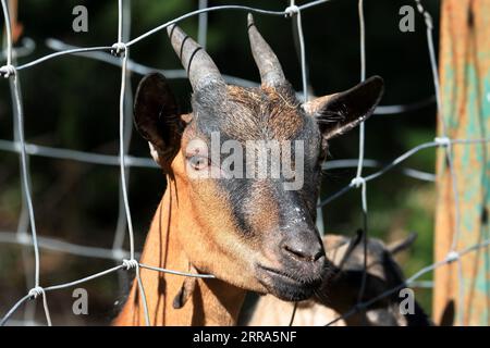 LISNE, UKRAINE - 6. SEPTEMBER 2023 - ein amerikanisches Pygmy-Wasser lebt im Feldman Ecopark und erholt sich von russischen Granaten, Dorf Lisne, Region Charkiw, Stockfoto