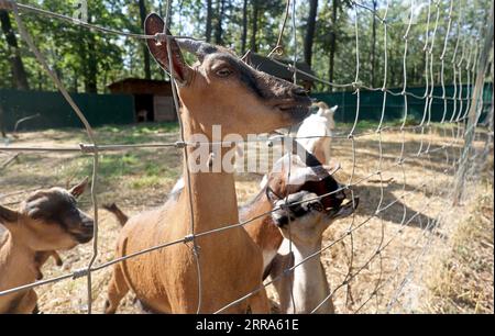 LISNE, UKRAINE - 6. SEPTEMBER 2023 - amerikanische Schweineziegen leben im Feldman Ecopark, da nach der Beschießung durch russische Truppen Restaurierungsarbeiten im Gange sind Stockfoto